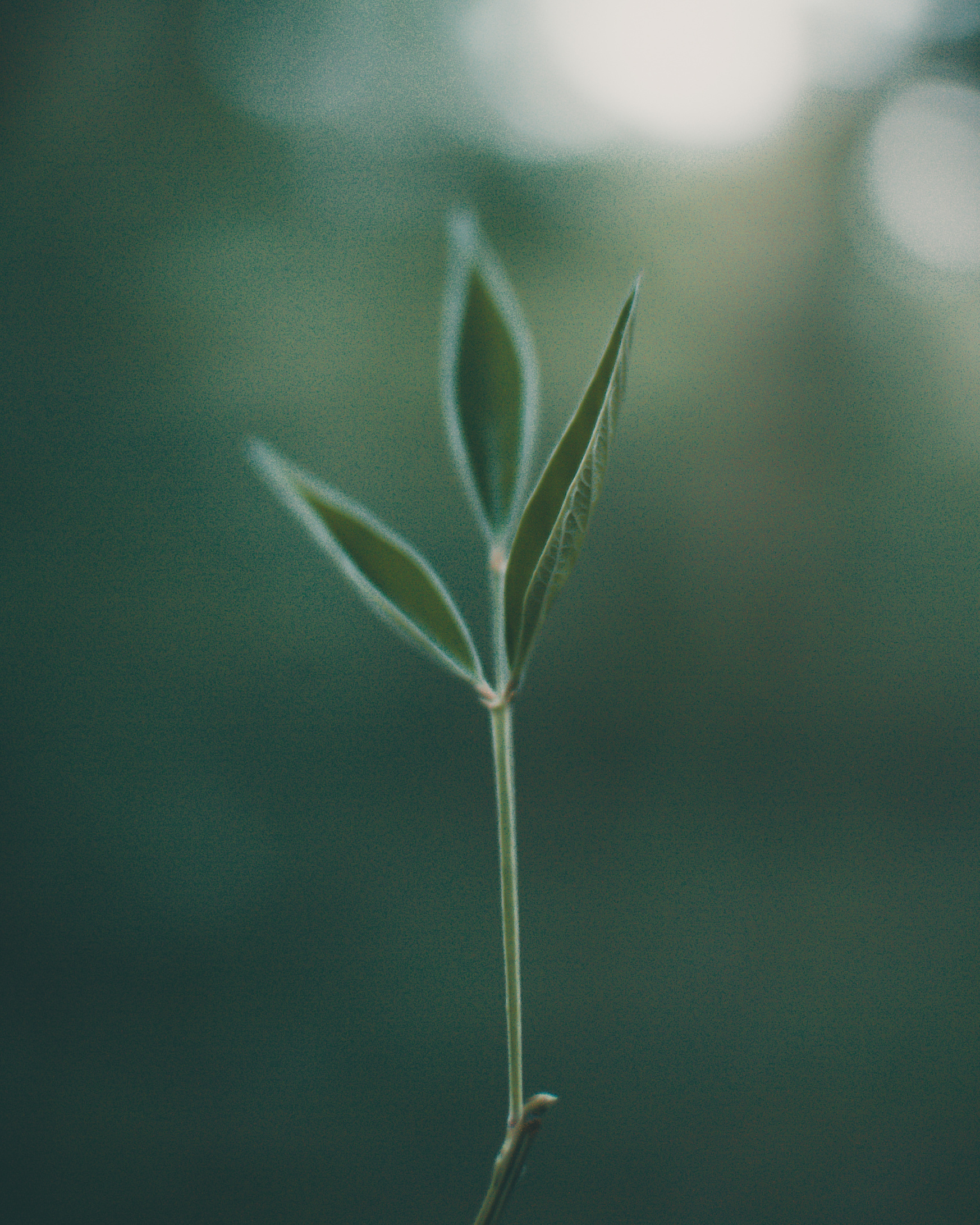 Green delicate sprout growing in nature