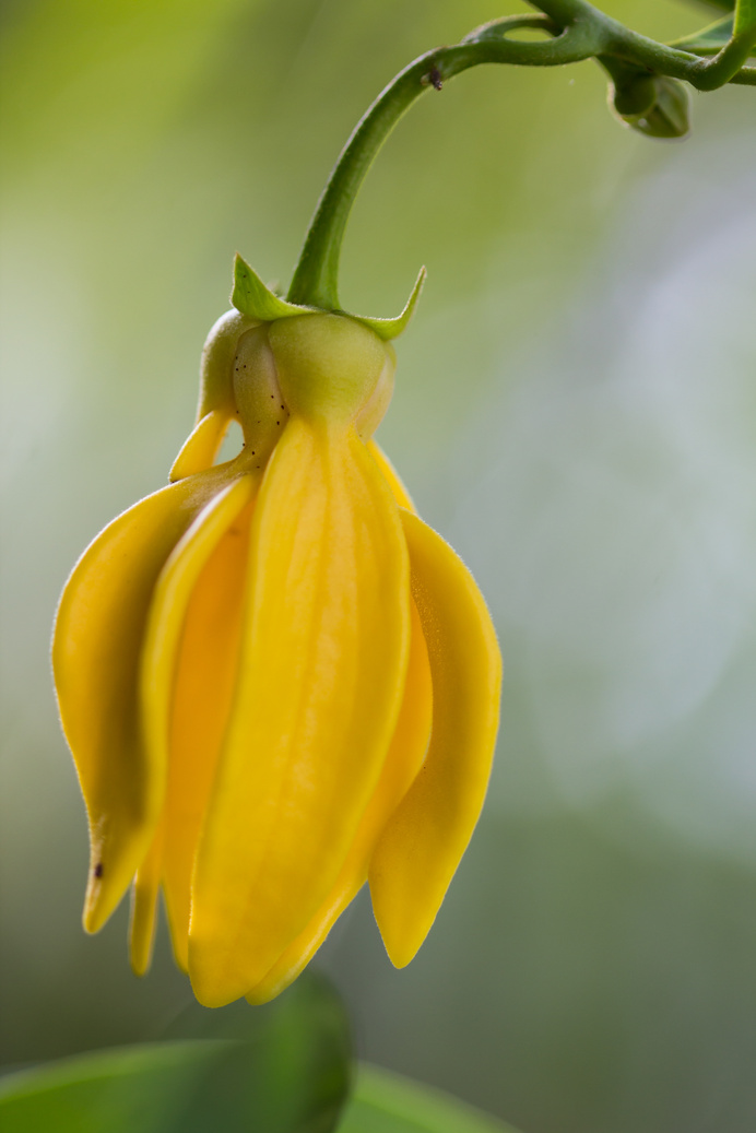 Ylang-ylang