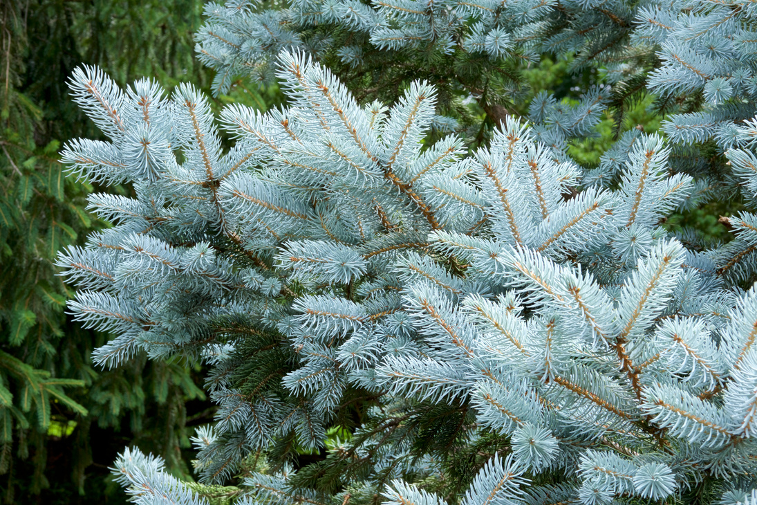 Silver fir tree