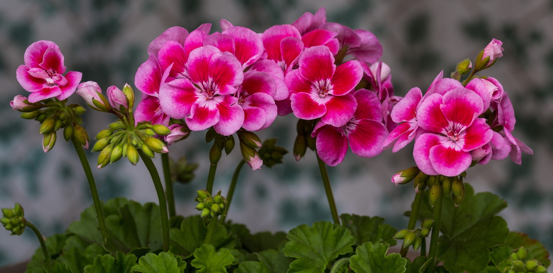 Geranium