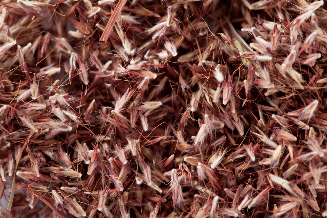 Palmarosa grass seeds (Cymbopogon martinii)