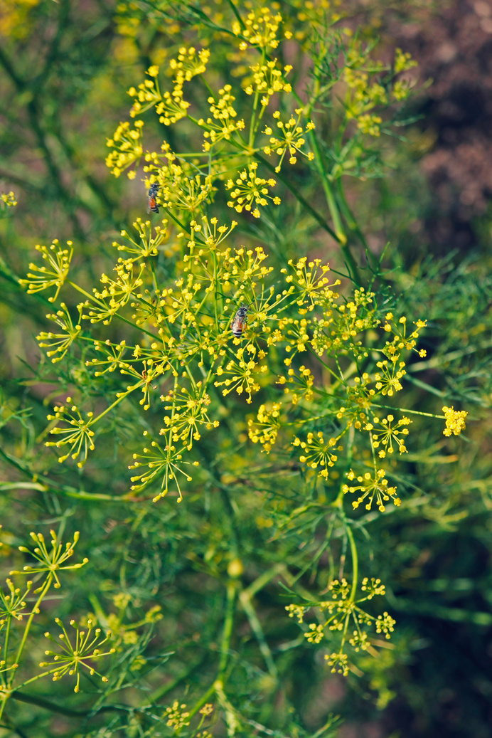 Fennel, Sweet fennel, Florence fennel, Finocchio