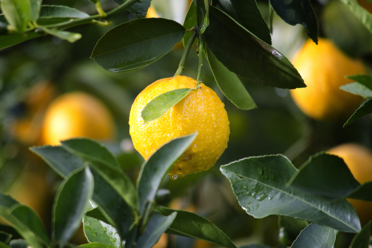 Lemon Fruit in the Tree