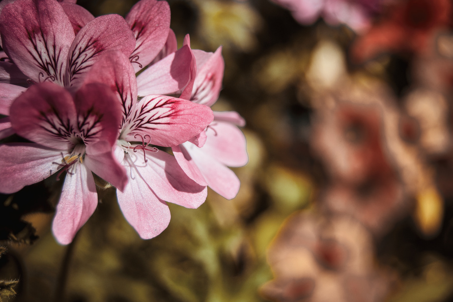 close up geranium roses flowers with natural light