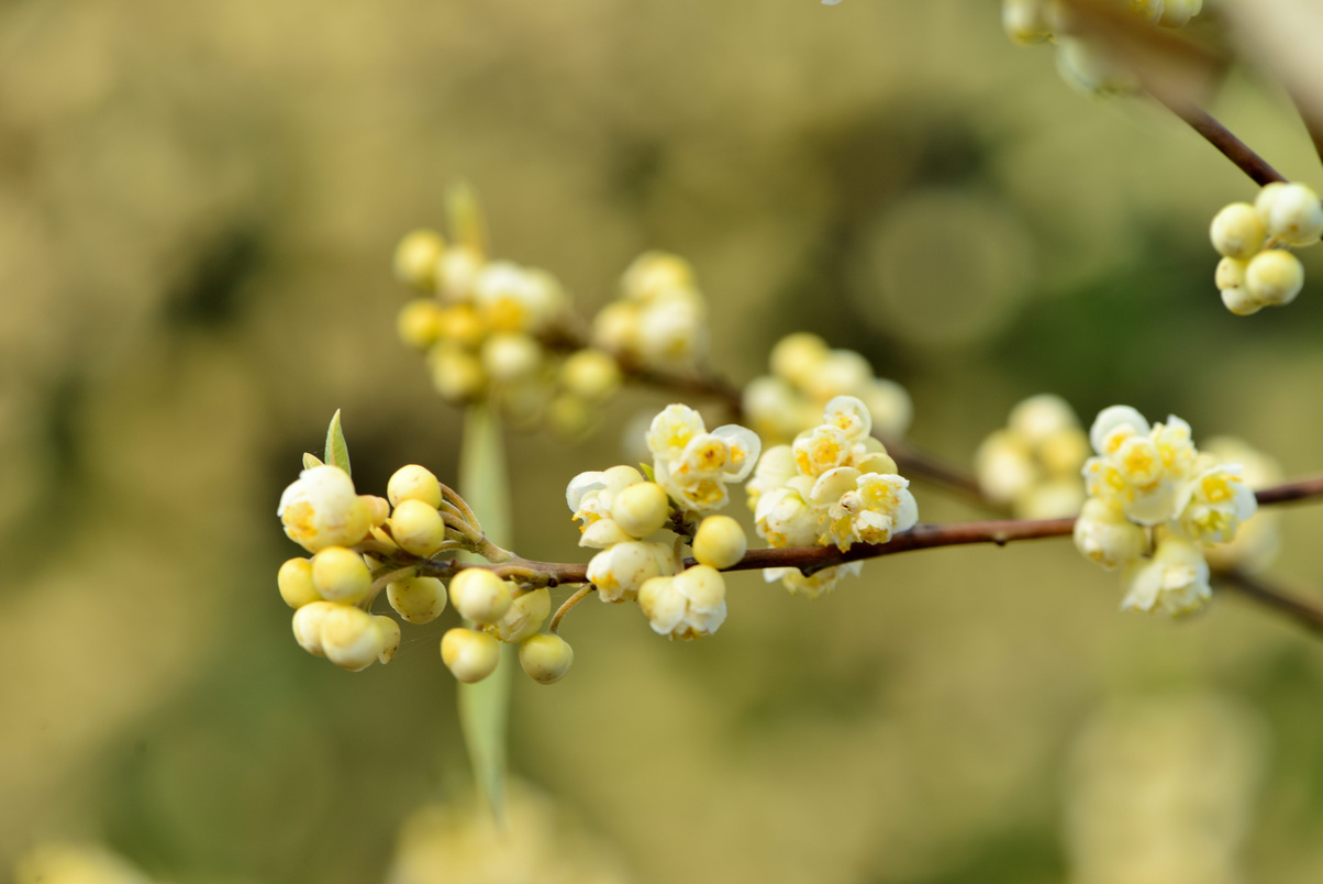 Litsea cubeba