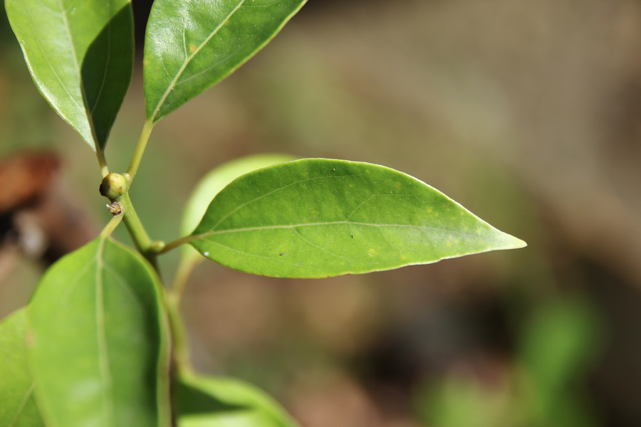 Cinnamomum camphora tree