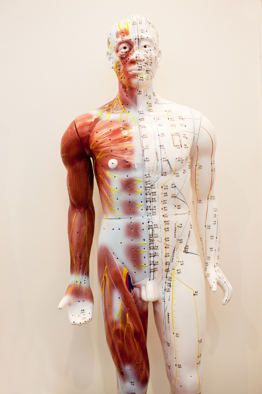 Mannequin body meridians