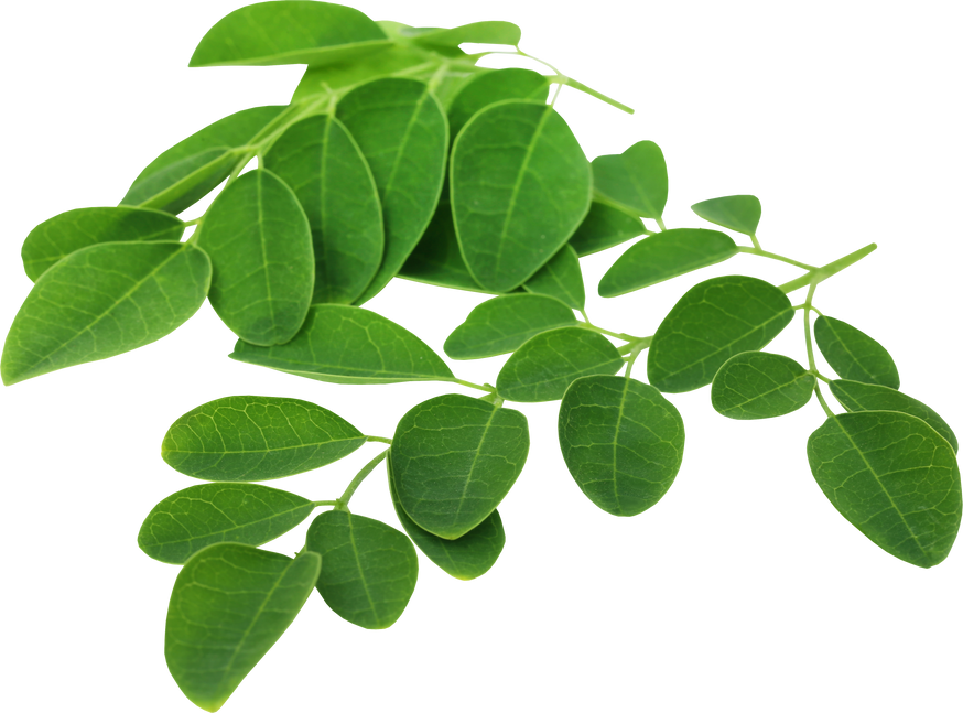 Moringa Leaves Cutout 